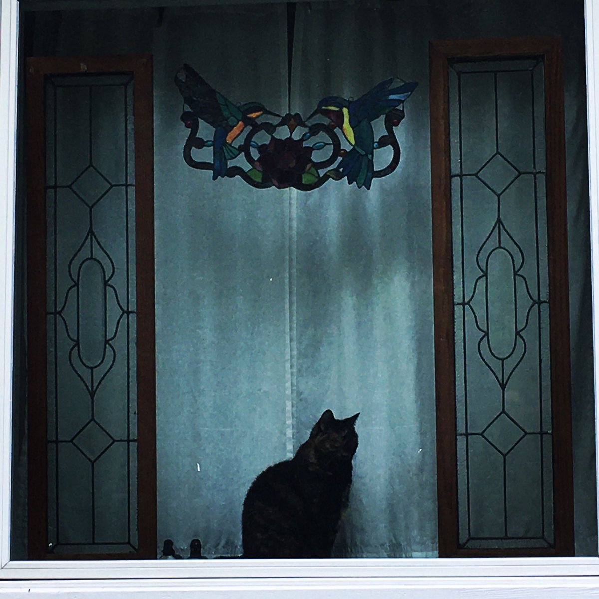 sarampines's tweet photo. Tabby posing #cats #catsoftwitter #iloveny #catsofny https://t.co/Dh2gWi9GS3