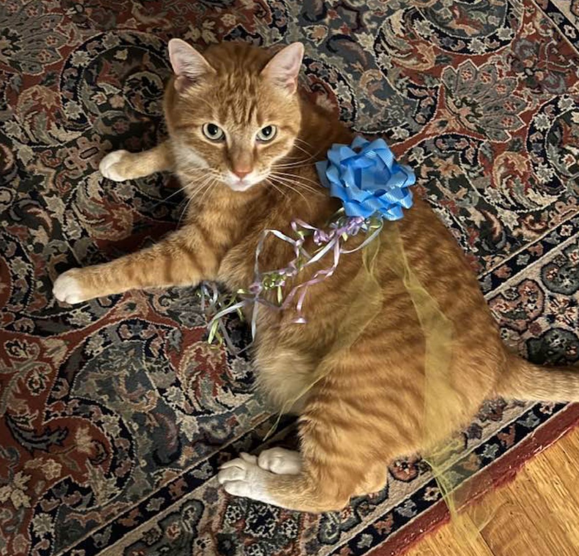 Animal Rescue League of Boston tweet media