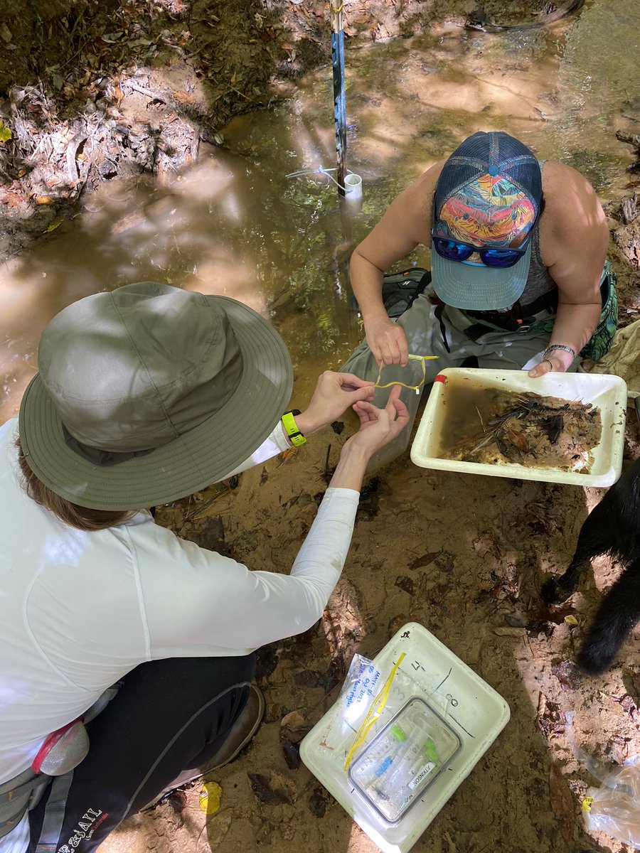 DrArialShogren's tweet photo. Fun day downloading loggers &amp; food web sampling for @StreamCLIMES with @CarlaLAtkinson &amp; @mggreenhalgh! Even wore out at least one of our extra field buddies… https://t.co/F8ztMaMhIh