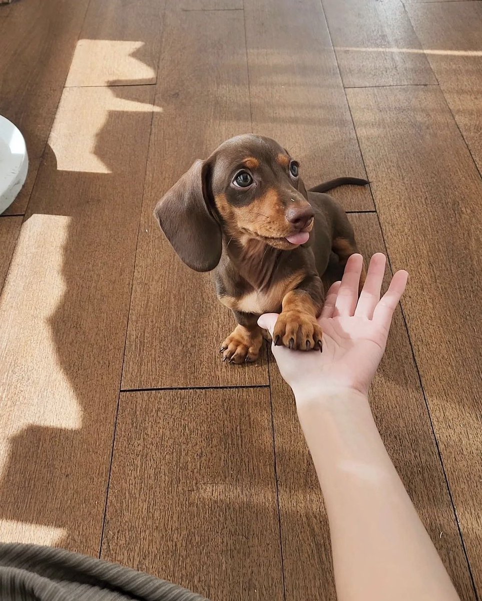 This is Bobby. He has shaking with his right paw down, but is still working on his left paw. Needs to stick his tongue out to help focus. 12/10