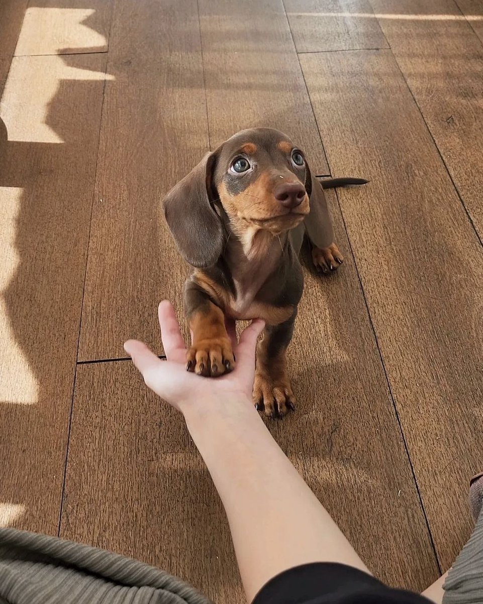 WeRateDogs tweet media