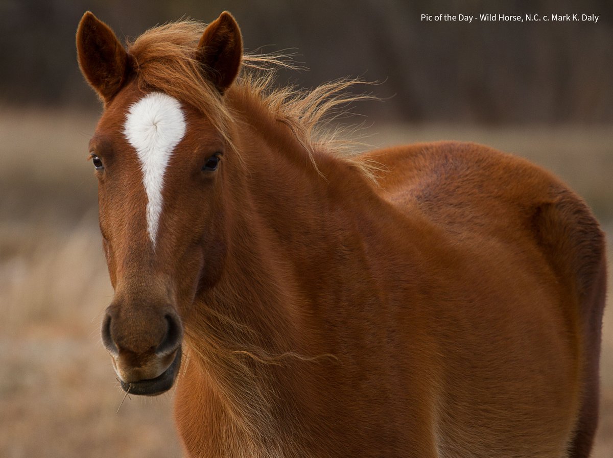 markvcr's tweet photo. Wild horses won't drag you away from all the great talks at #GAP2022!
Genomes of Animals &amp; Plants Virtual Conference, Oct.18-20 https://t.co/g8PnjPgGAA

@bonesandbugs #evolution #development #conservation #genomics https://t.co/aVFSuTZHBB