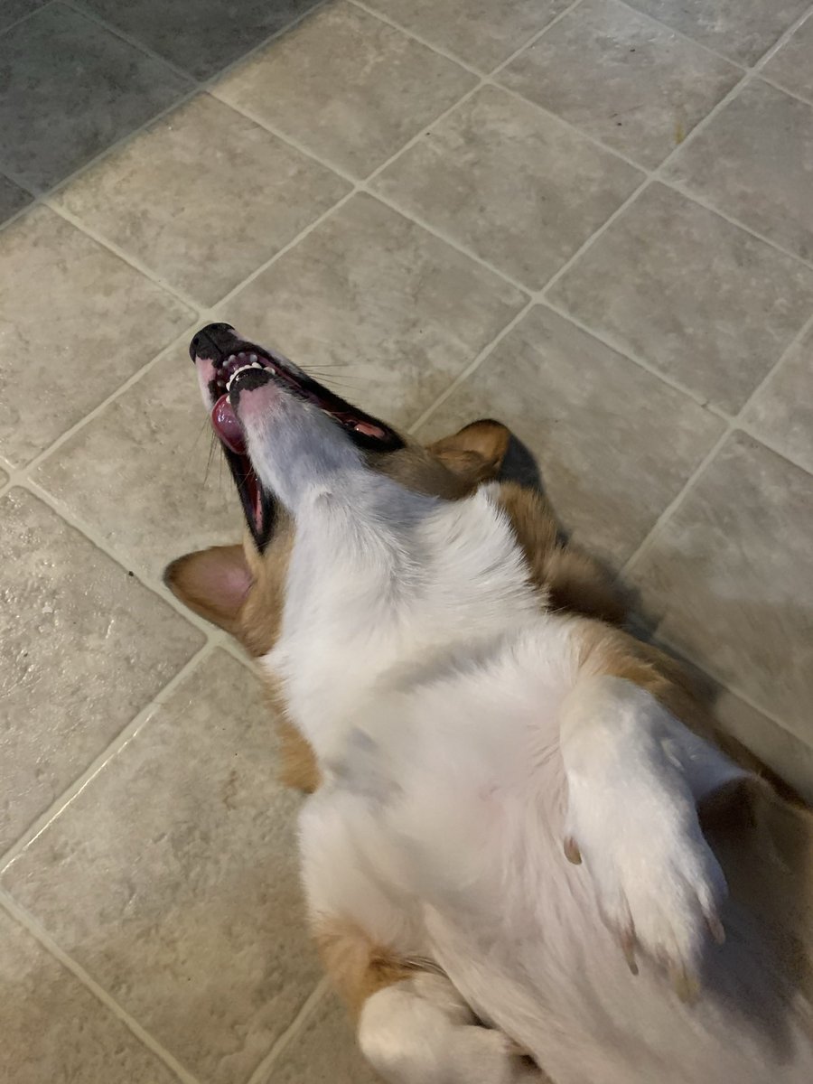 GankenGaming's tweet photo. @quin69 @Blizzard_ANZ Both me and the corgi after we binge Dragonflight on release 😂 https://t.co/FXMneCvGPB