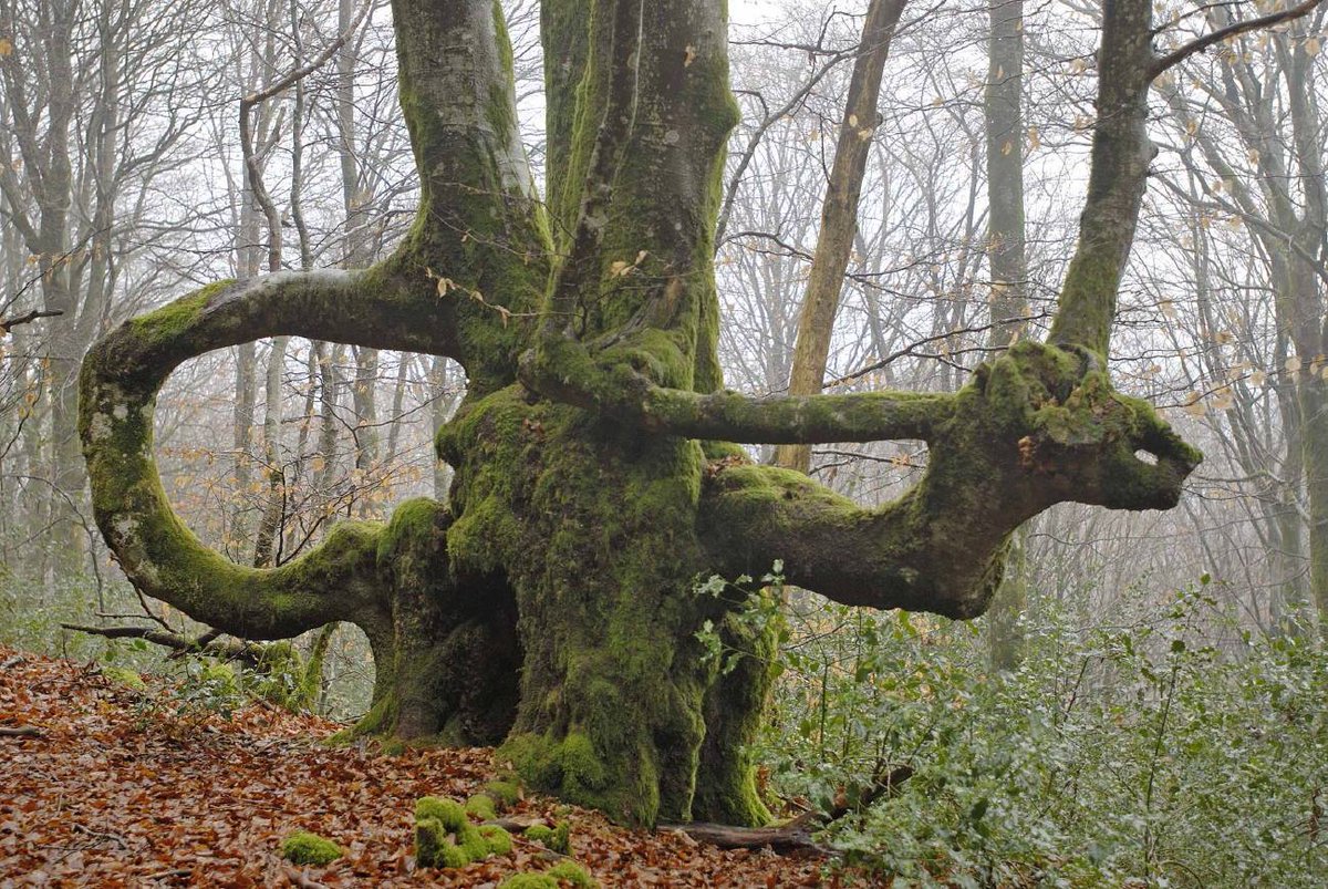 Queules : hêtres devenus haies, redevenues des arbres aux formes fascinantes, à Bibracte, en Gaule éduenne bit.ly/--queules .