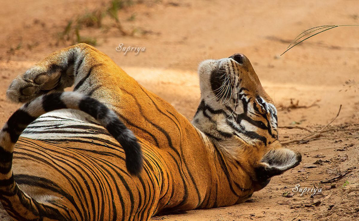 Relaxing 😎 
Tigress from Kabini, Nagarhole National Park, India 🇮🇳 

#wildlife #wildlifephotography #tiger #kabini #ThePhotoHour #TwitterNatureCommunity #nature #NaturePhotography #natgeoindia #BBCWildlifePOTD #photo #photography #PhotoOfTheDay #canon #photographer