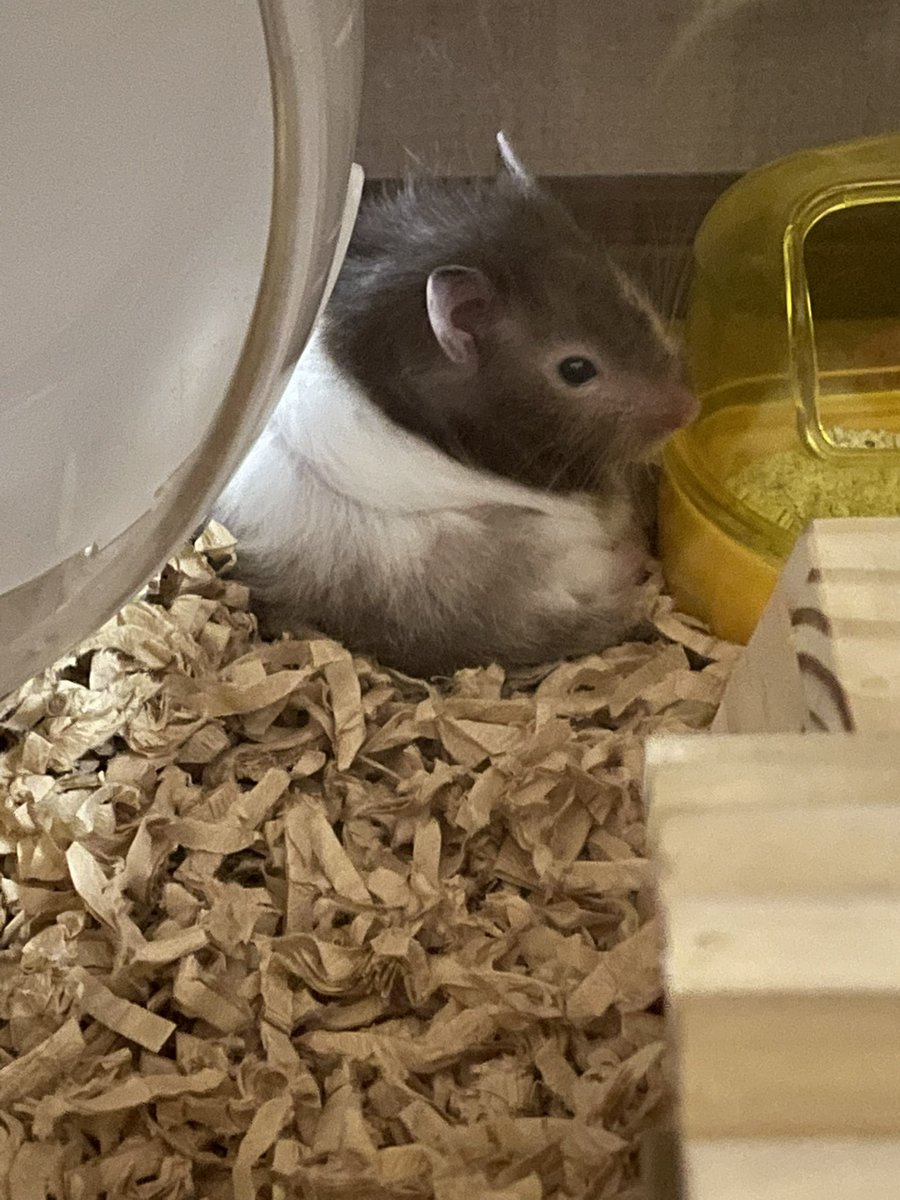 どっしりと座って毛繕い中~
後頭部がぽやぽやしてて可愛かった😍
#ハムスター
#ハムスターのいる暮らし 
#ハムスター好きと繋がりたい