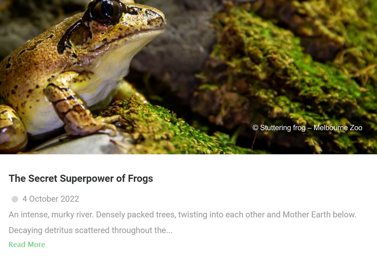 Just wrote a short blog about my honours project - The Secret Superpower of Frogs. If you have a few minutes, please have a read, and also check out the other cool articles from our lab! wildlife-genomics.sydney.edu.au/the-secret-sup…