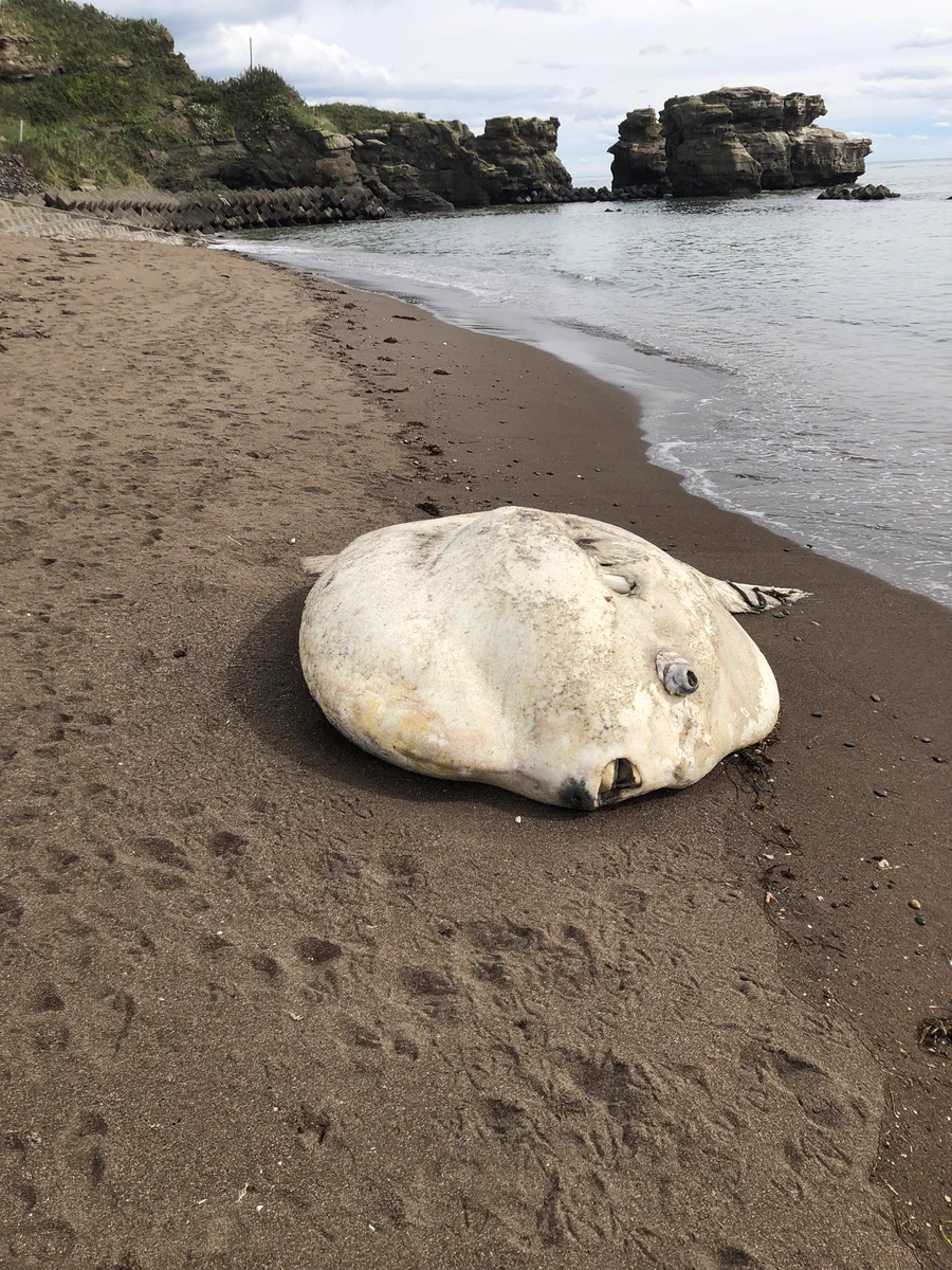 こんなところになぜ！？海岸に打ち上げられた巨大マンボウ、見つかる