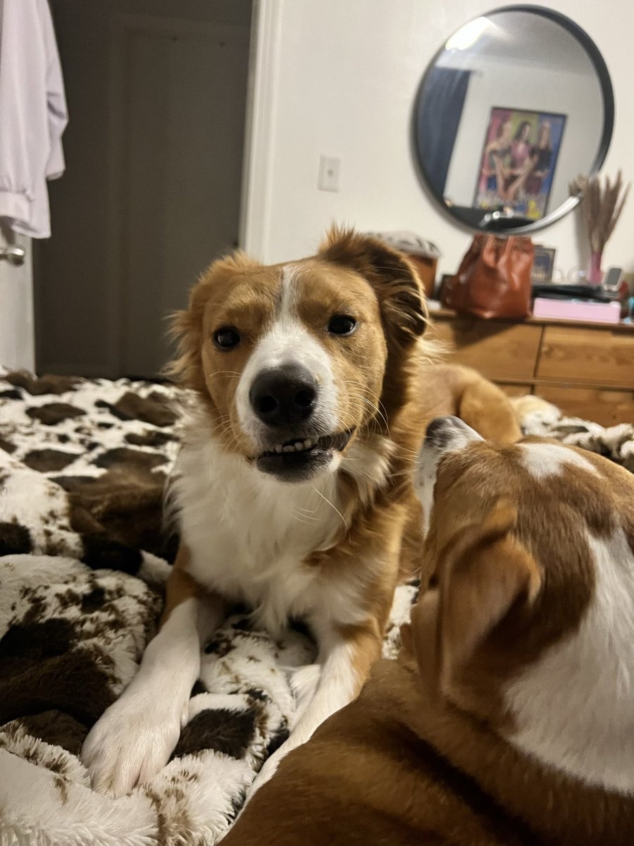 megjjacks's tweet image. I figured these photos showed her personality.  @Target what costume are we thinking? #pupcostume #Halloween2022