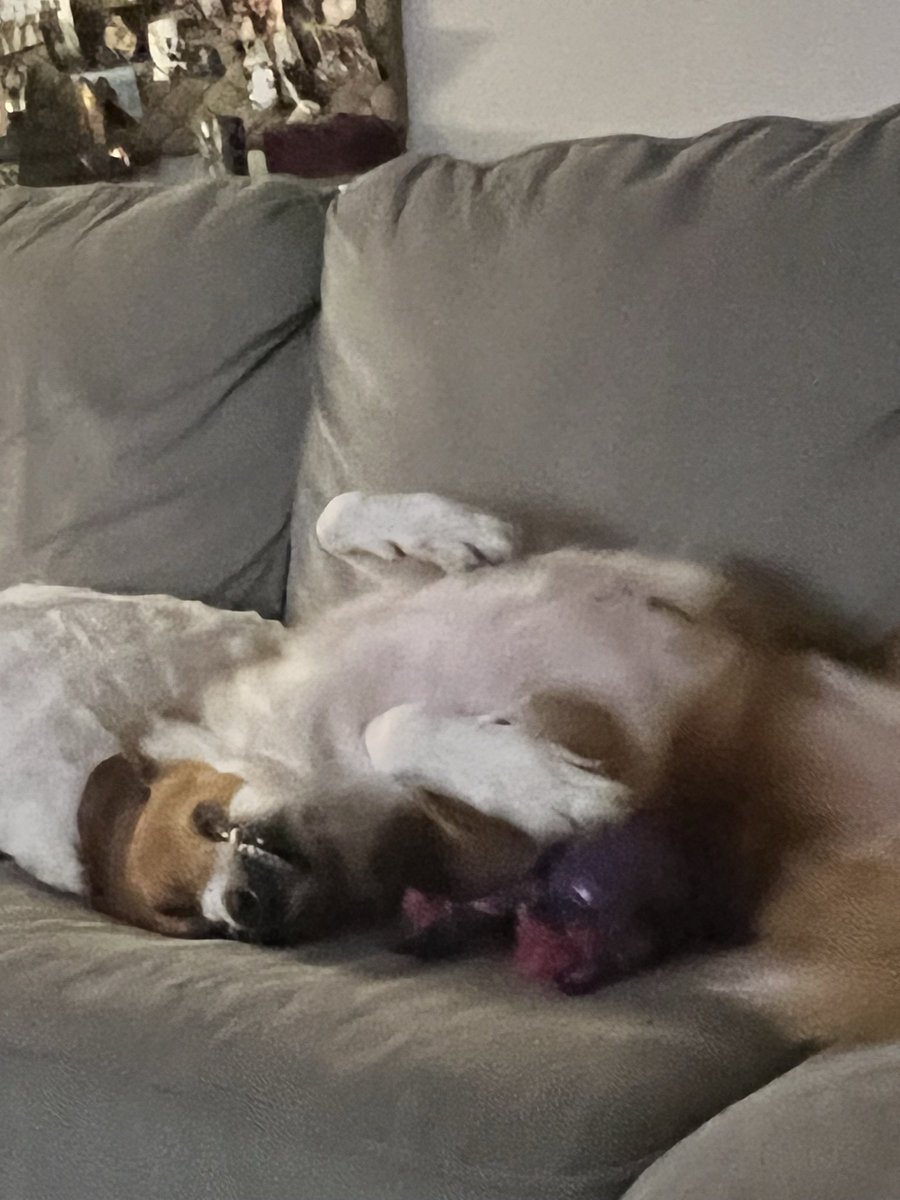 megjjacks's tweet image. I figured these photos showed her personality.  @Target what costume are we thinking? #pupcostume #Halloween2022