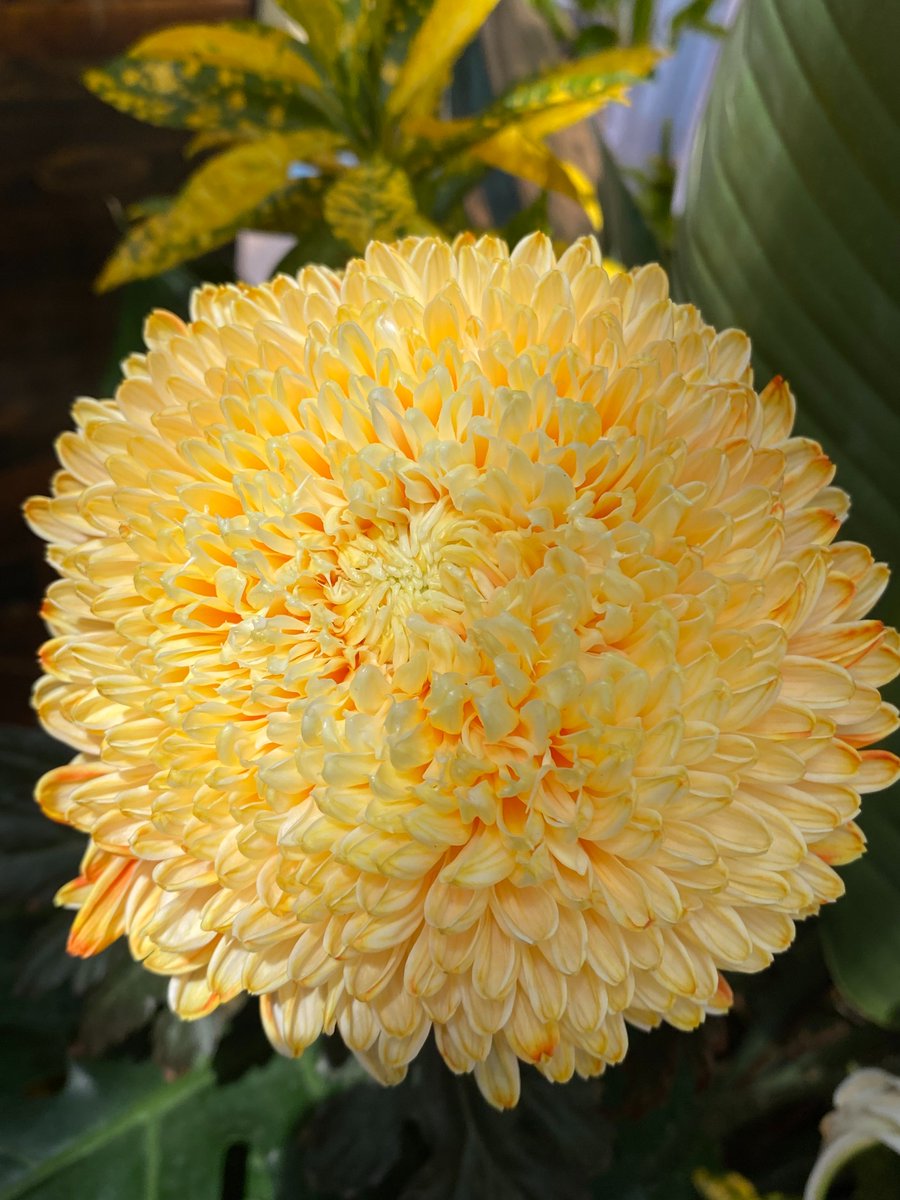 xmsunxhp's tweet photo. chrysanthemum https://t.co/0JpULosVFF