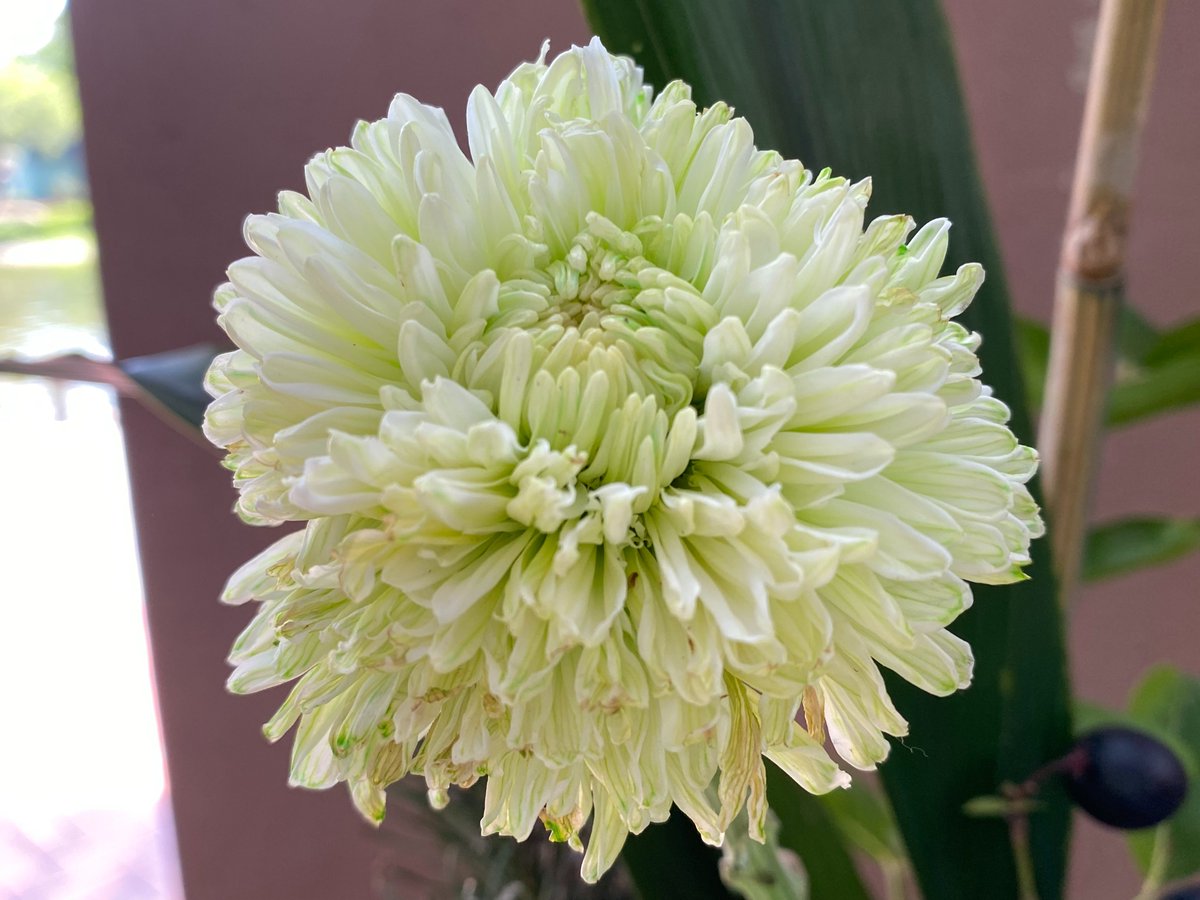 xmsunxhp's tweet photo. chrysanthemum https://t.co/0JpULosVFF