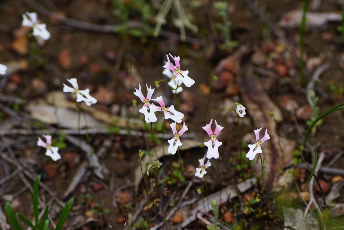 lost_in_botany's tweet photo. #Stylidium calcaratum? Maybe more than one species 🤷🏻♂️ #Stylidiaceae, a few of the smaller #Triggerplants that still manage to stand out from the crowd! https://t.co/LgqXMk1kIc