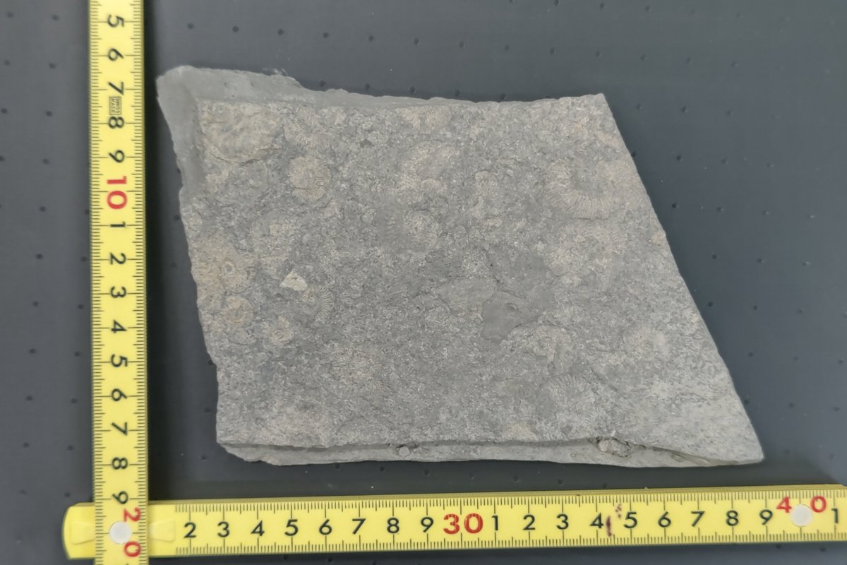 緊急開催‼️
イベント先行プレゼント企画
「ドイツ・ホルツマーデン産アンモナイト化石」1点
学名：Dactylioceras commune他、ジュラ紀
先日現地で直接採取したもの！
 
応募方法は▼の2点
①<a href="/kasekinomarket/">化石のマーケット（KASEKI no MARKET）【公式】</a>をフォロー
②このツイートを「リツート」
当選者様は当会よりDMで連絡📩
〆切10月16 日23:59