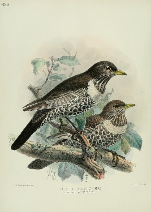 txaverius's tweet photo. Ilustradoras jóvenes colorearon a mano las 633 láminas de CADA ejemplar impreso de los 9 volúmenes de A History of the Birds of Europe (1871–96). Los autores varones no dieron el debido crédito al trabajo de esas mujeres, así que no sabemos sus nombres. 
https://t.co/2Kp9YxDjHA https://t.co/jedCzYwmsw