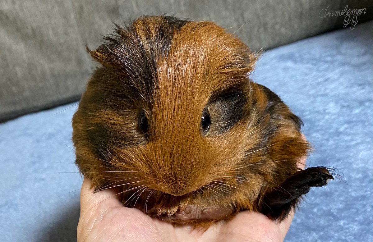 シェルティーモルモット Twitter Search Twitter