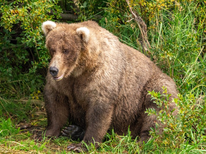 chelseahandler's tweet photo. As a Jew, Yom Kippur is very important to me. But as a human woman with eyes, Fat Bear Week is my holiest of all holidays. https://t.co/RJ1u0EsIpQ