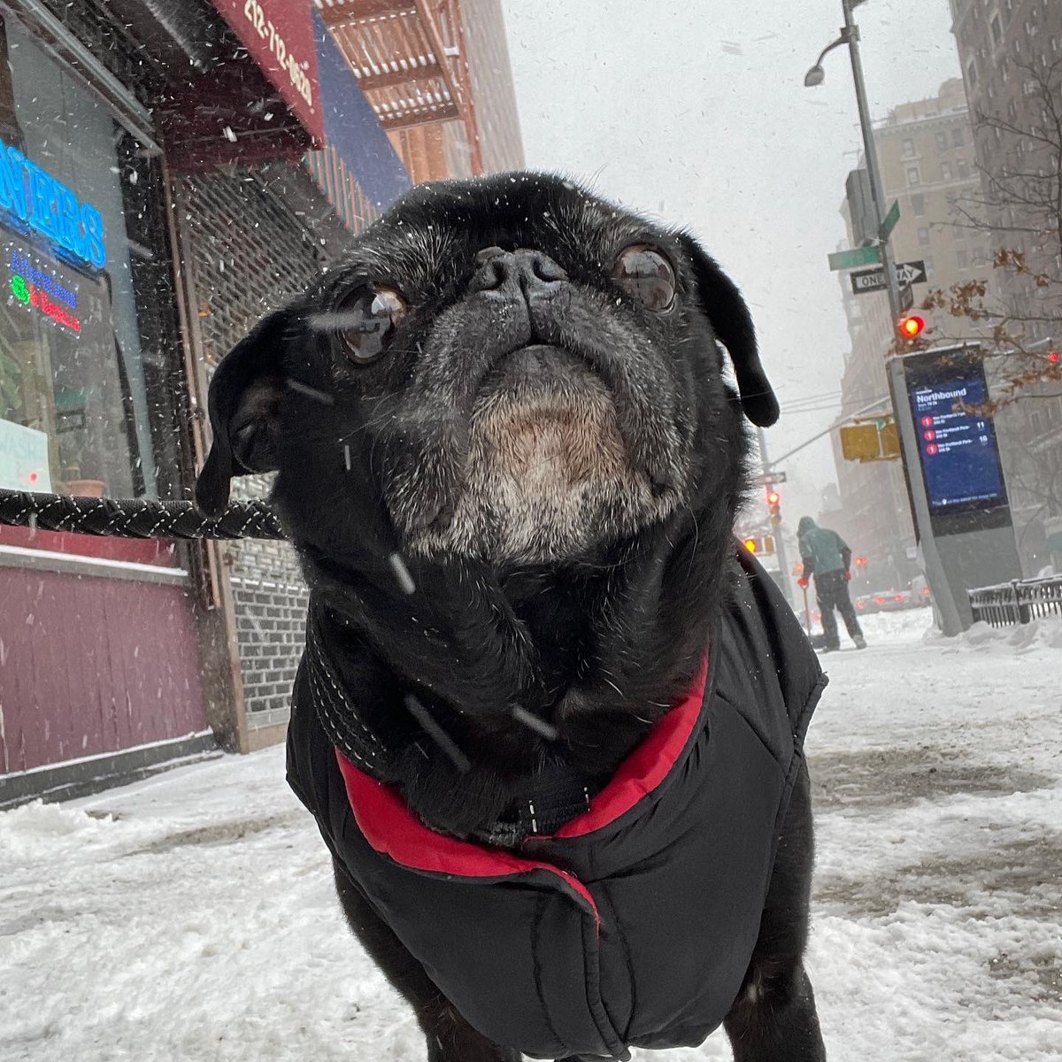 I’m strictly anti walks. #pugchat