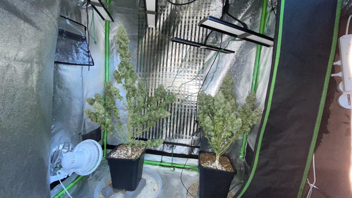 Well it’s that time again finally have the <a href="/paradiseseeds/">Paradise Seeds</a> icecream Trimmed down and ready for hanging.. so looking forward to trying this strain I love a good vanilla strain but I’m getting a bang of wd40 in the background so an interesting profile indeed #homegrow #growyourown