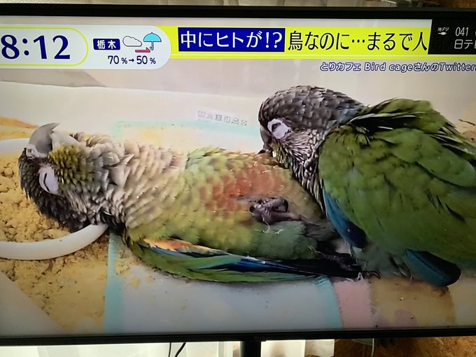 フェラ⁉️ https://t.co/iLLFEuE7AQ