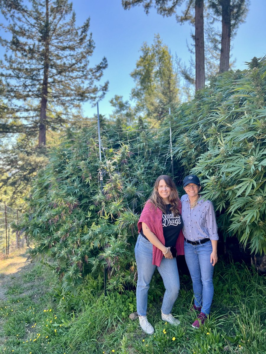 Happy Croptober! We've taken a few field trips recently to search for new strains before harvest and have found some incredible flower, like this Zlurpee from Joy Ridge Farms. What strains have you been into lately?