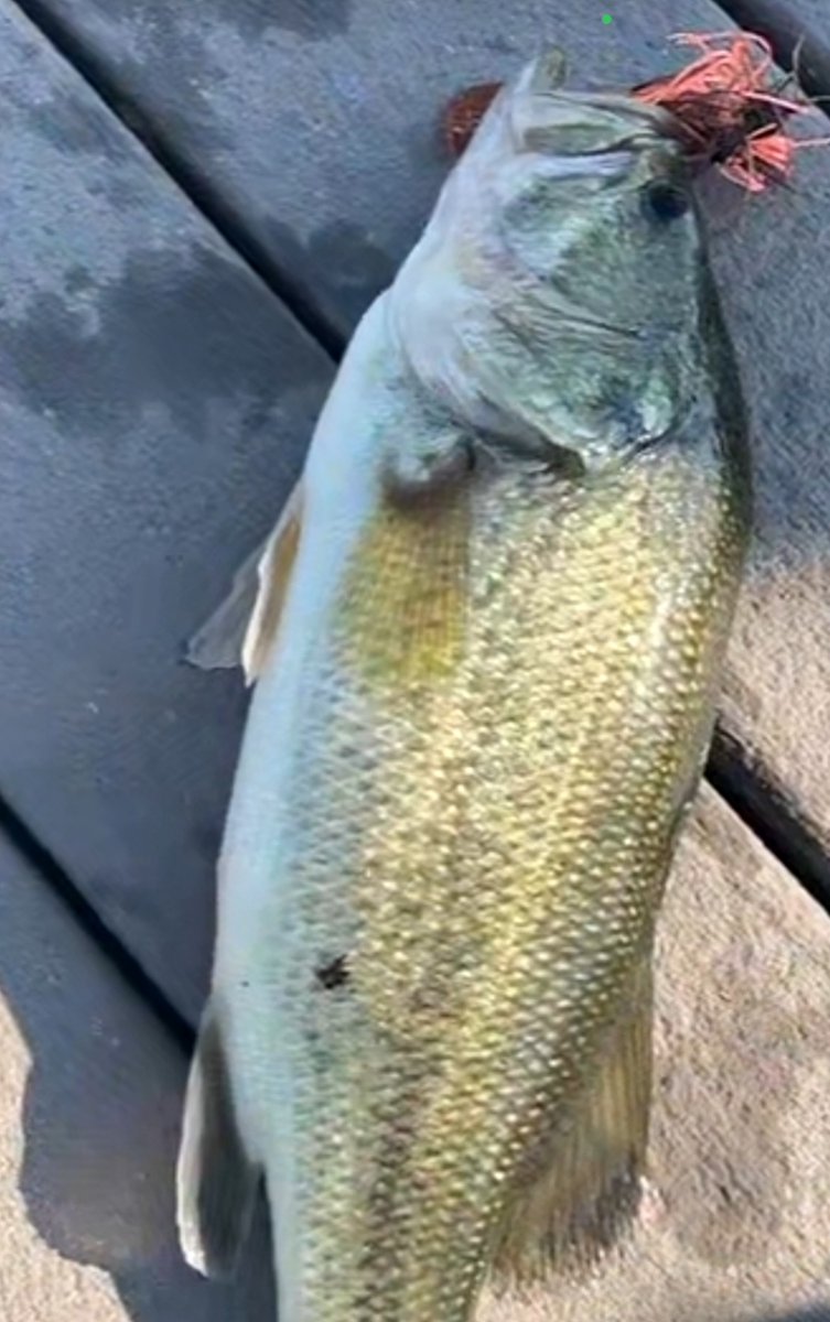 ramsoffthehook8's tweet photo. Order your custom lure, for your next big bite. Rams off the hook baitshop. https://t.co/5iRQnJmUfz