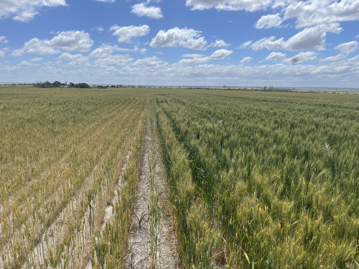 Henry Brown tweet media