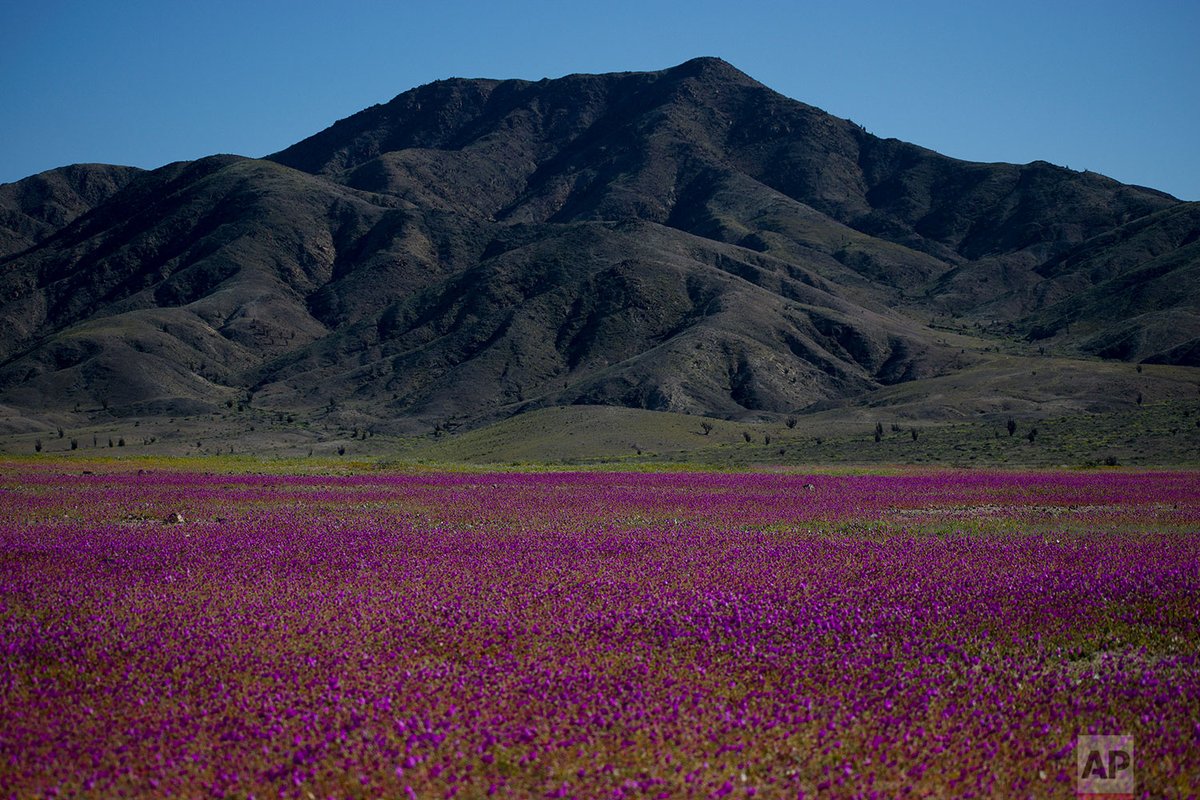 AP_Images's tweet photo. Blooming flowers cover the Atacama desert near Copiapo, Chile, Tuesday, Oct. 4, 2022. The phenomenon typically only happens every five to seven years when rare heavy rains cause flowers to bloom. | Photo Matias Basualdo https://t.co/DyTI53vhNM