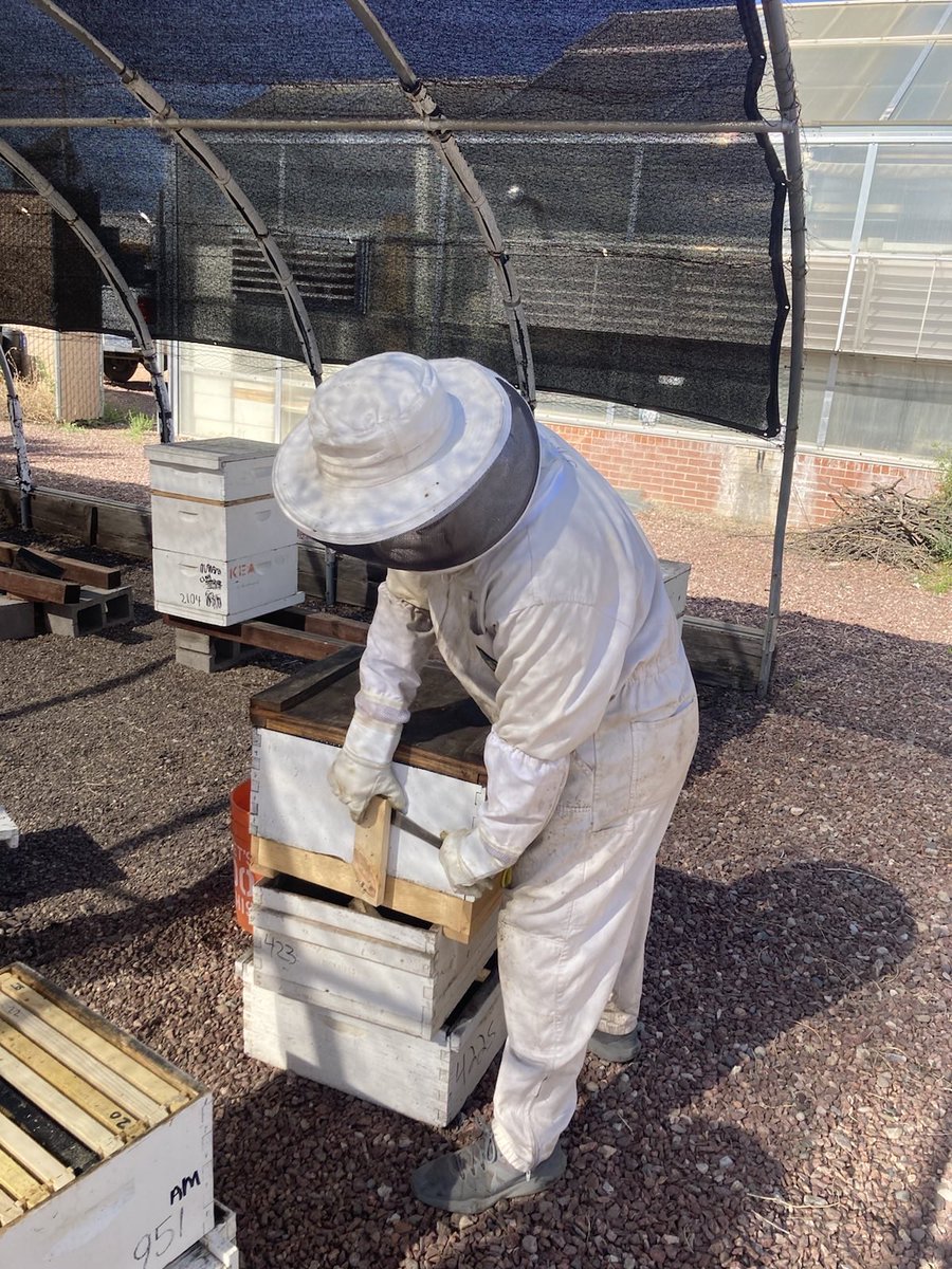 AZInsectFest's tweet photo. Come learn about beekeeping at the bee lab's "Busy Bees" booth! 

Honeybees give us honey and pollinate our flowers and other crops. 

Get a close look at some honeybees, and learn about how beekeepers keep themselves and their bees safe while they care for them. https://t.co/1sBwcKQ2j1