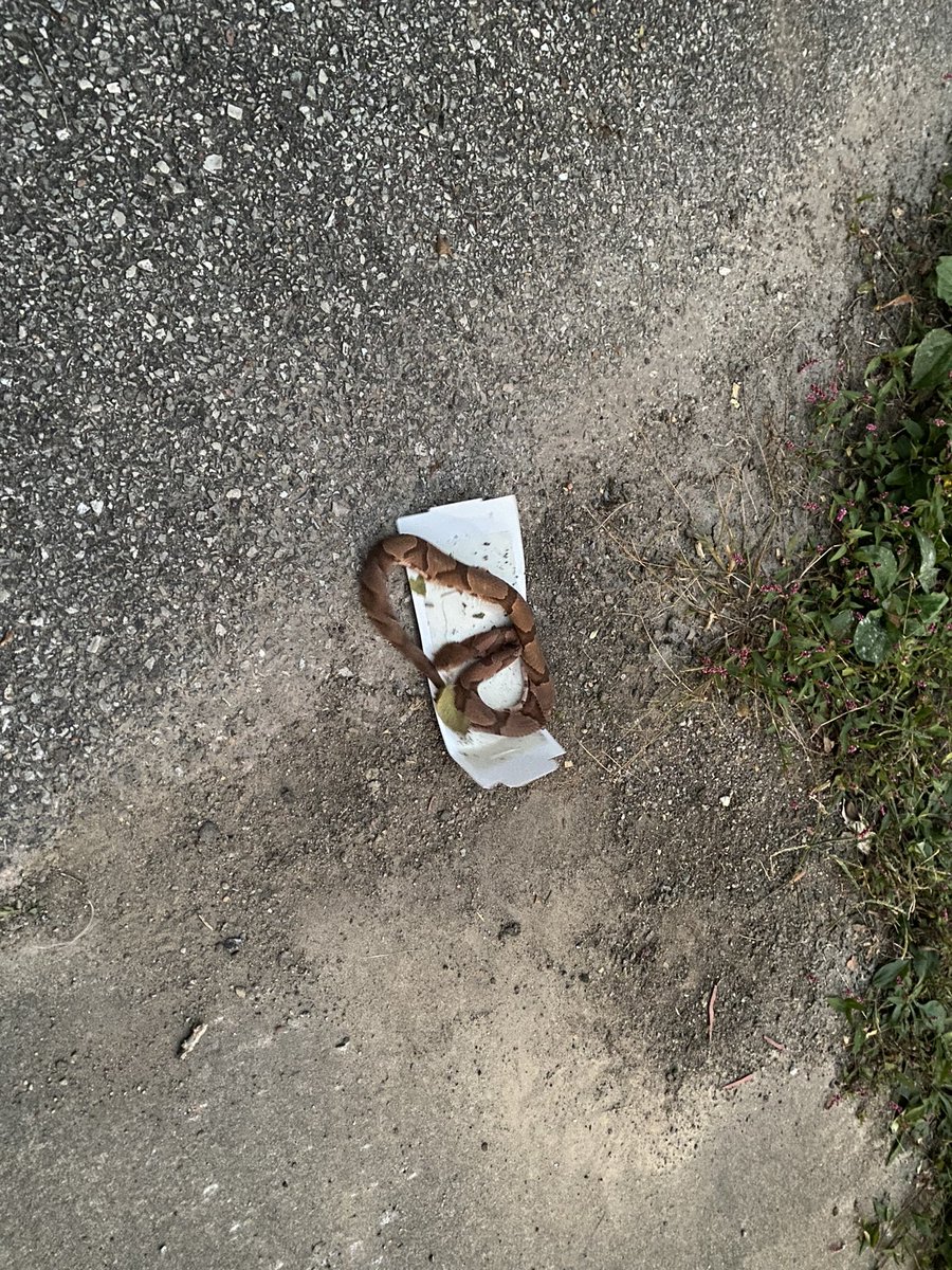 Hey <a href="/OrkinPest/">Orkin</a>  your spider traps caught something in our garage.