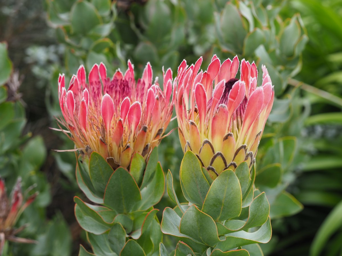 Synapheadiaries's tweet photo. Ever since I fell in love with Australian Proteaceae I have wanted to travel to the west coast of South Africa. I can tell you I was not disappointed. #fynbos #proteas https://t.co/q35QCqYkOL