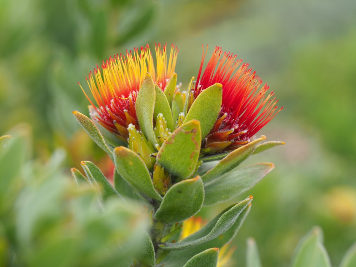 Synapheadiaries's tweet photo. Ever since I fell in love with Australian Proteaceae I have wanted to travel to the west coast of South Africa. I can tell you I was not disappointed. #fynbos #proteas https://t.co/q35QCqYkOL