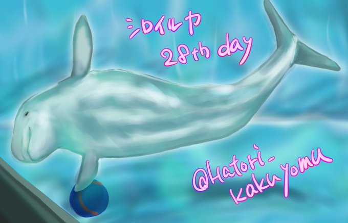イルカのtwitterイラスト検索結果