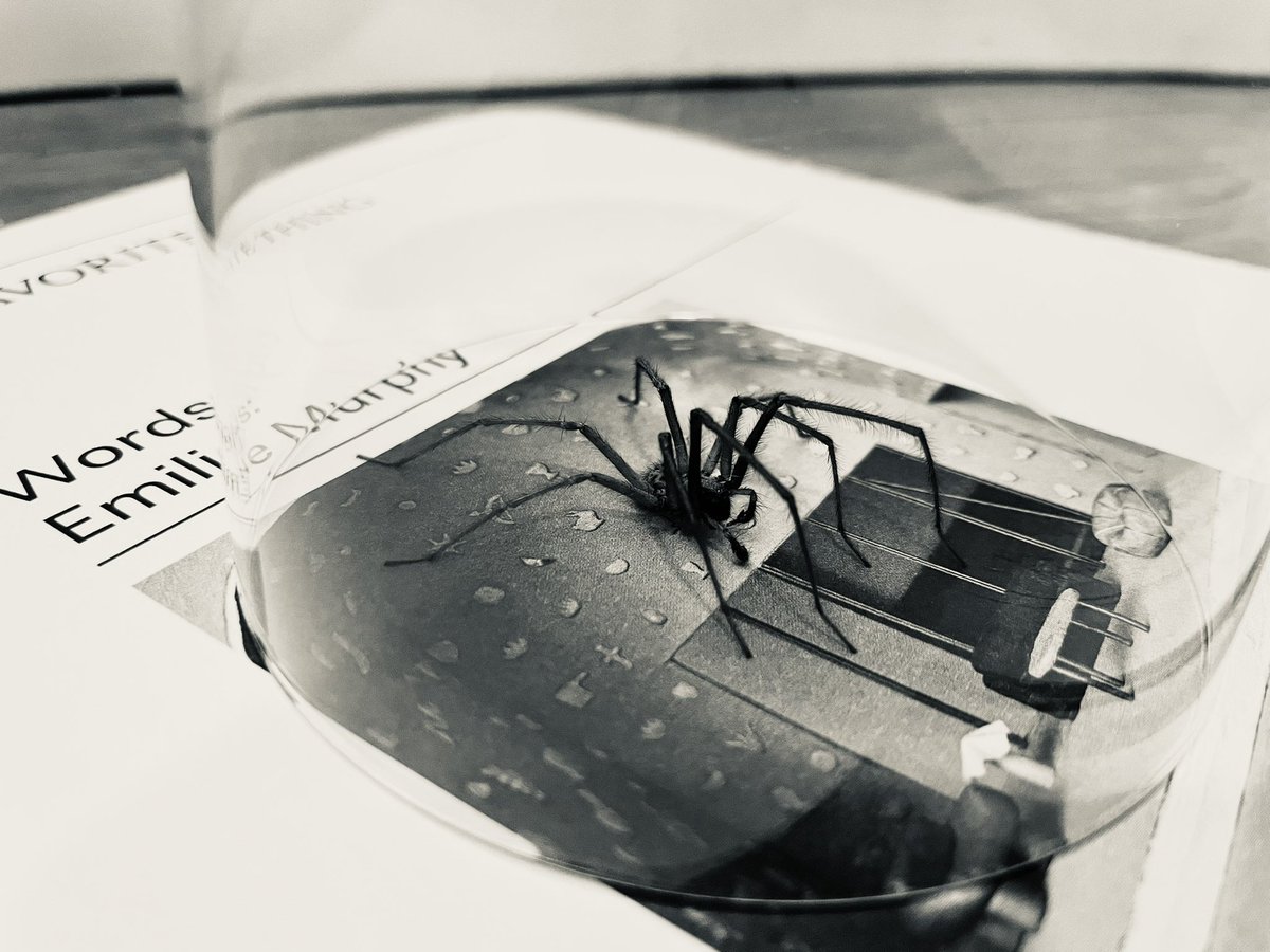 _duyguka's tweet photo. @laurenloprete Try catching them with a glass and a paper, then release them outside - eventually you get used to them. https://t.co/60Yim1IUxl