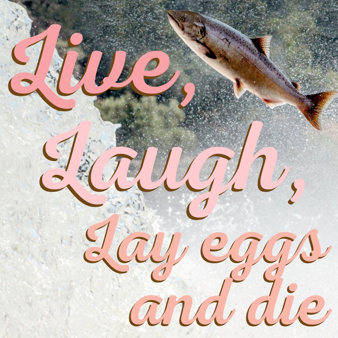 Made a motivational poster for spawning salmon😌