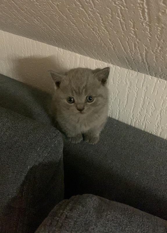 can  we  ‘  go   ,  play