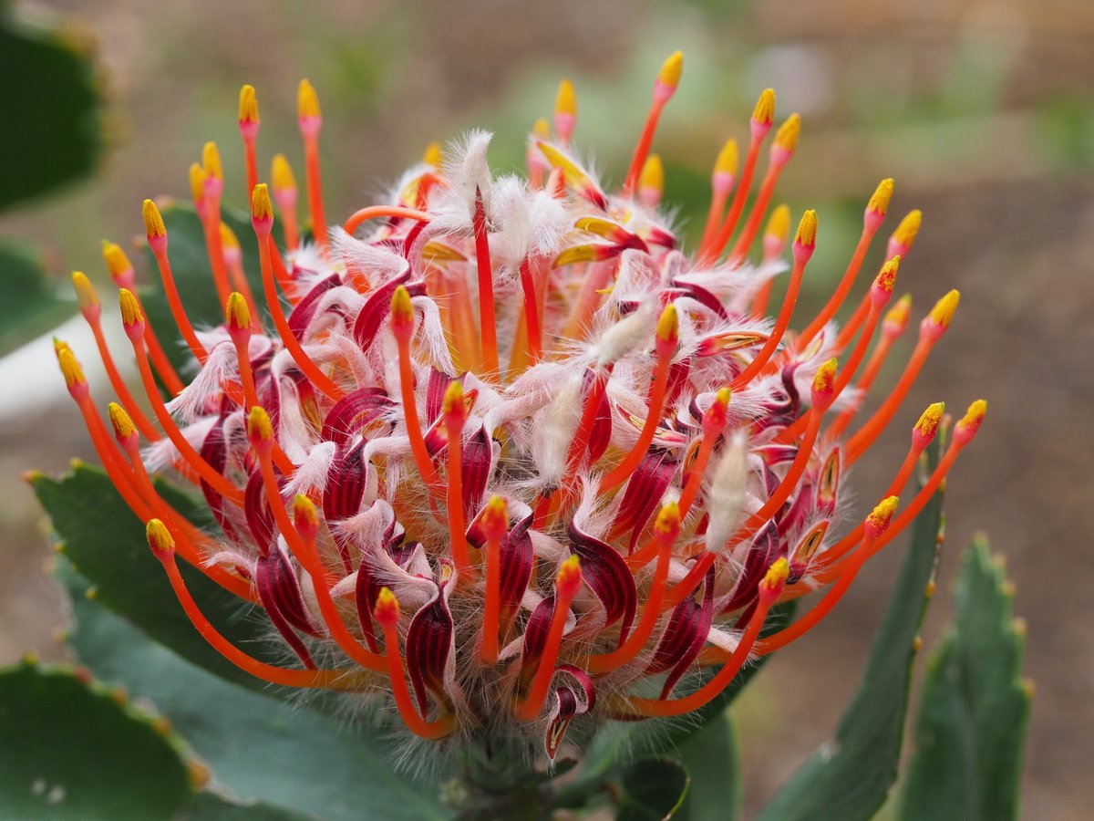 Synapheadiaries's tweet photo. Ever since I fell in love with Australian Proteaceae I have wanted to travel to the west coast of South Africa. I can tell you I was not disappointed. #fynbos #proteas https://t.co/q35QCqYkOL