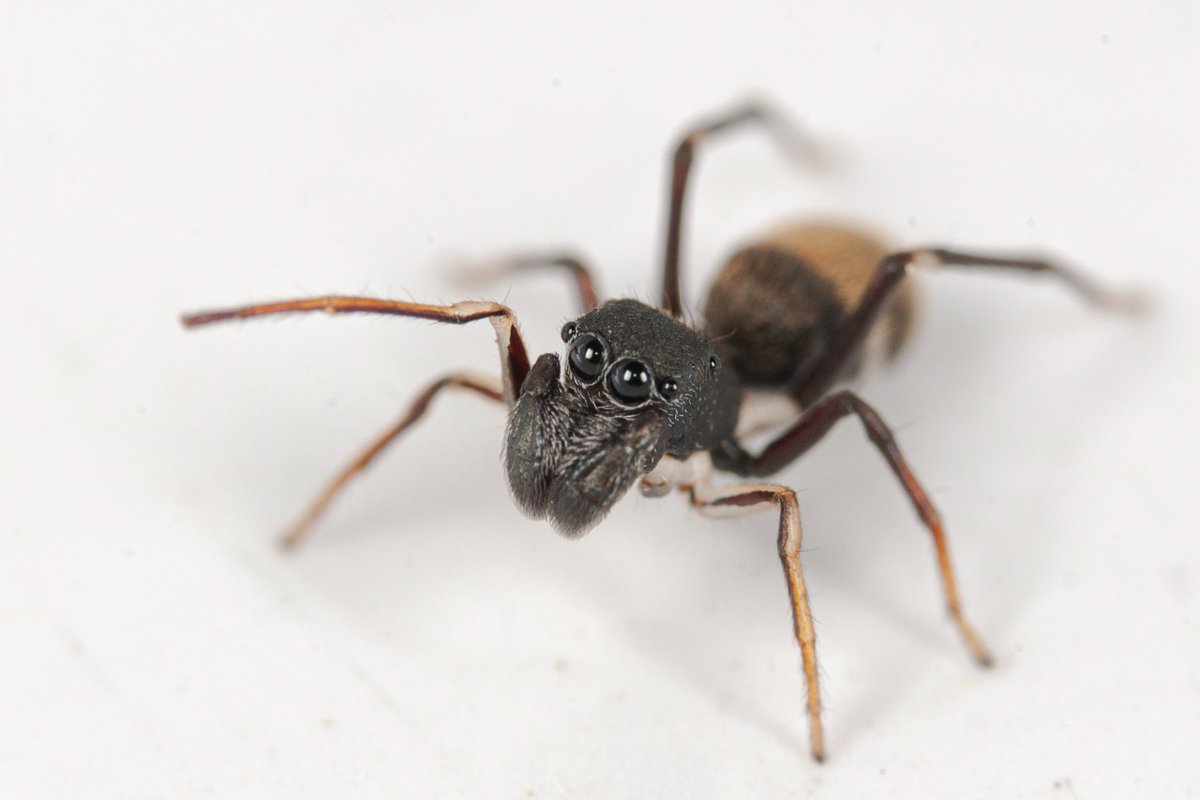 Aracnologia MACN tweet media