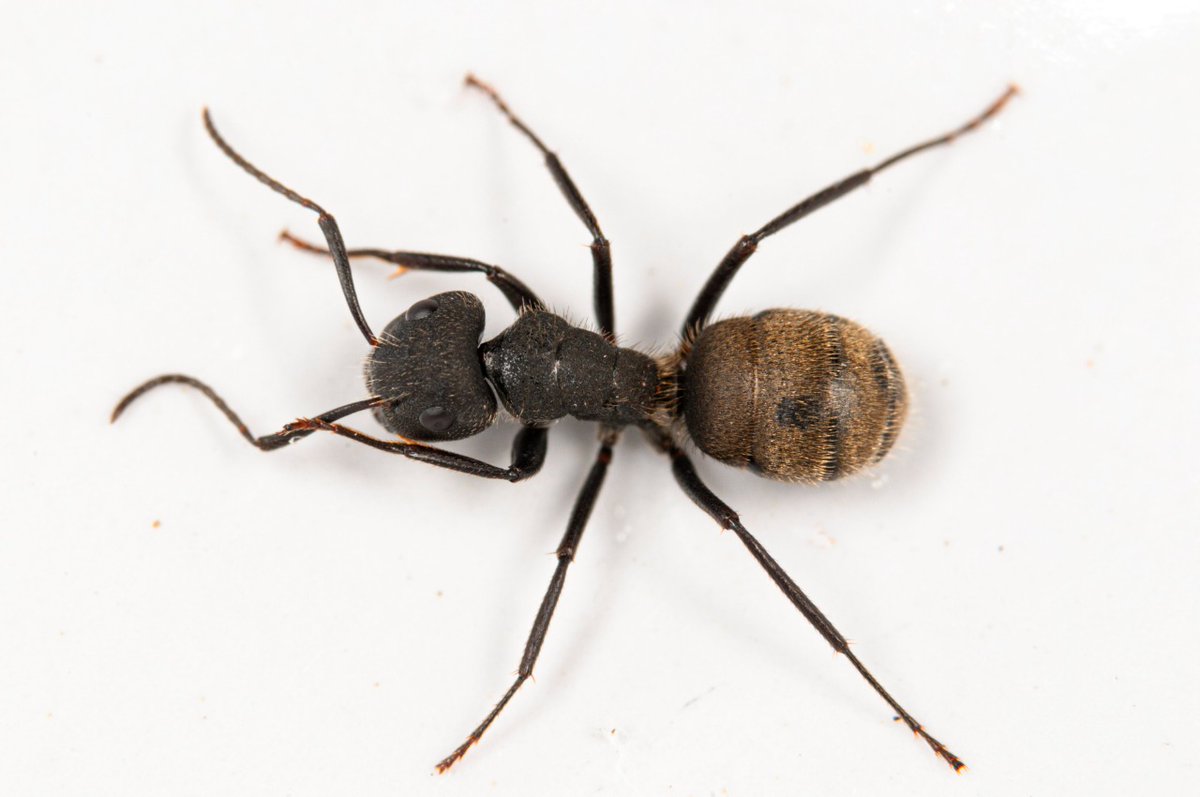 Aracnologia MACN tweet media