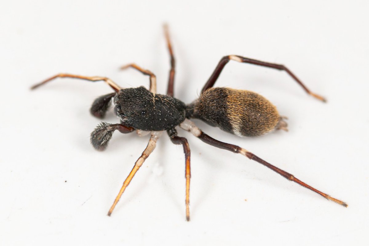 Aracnologia MACN tweet media