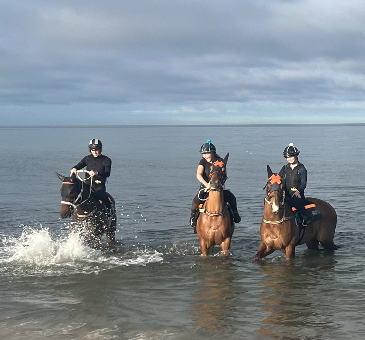 RacingCmb's tweet photo. These guys loved the change of scenery, getting back to West Beach this morning 😍

From L to R
DIAMONDS 💎
CHOSEN BLONDE 🌹
FREE OF DEBT 🥒

@ChrisBieg @Flick_atkinson @callan_murray @FreeOfDebt2 @RacingSA https://t.co/zAGGjiulwF