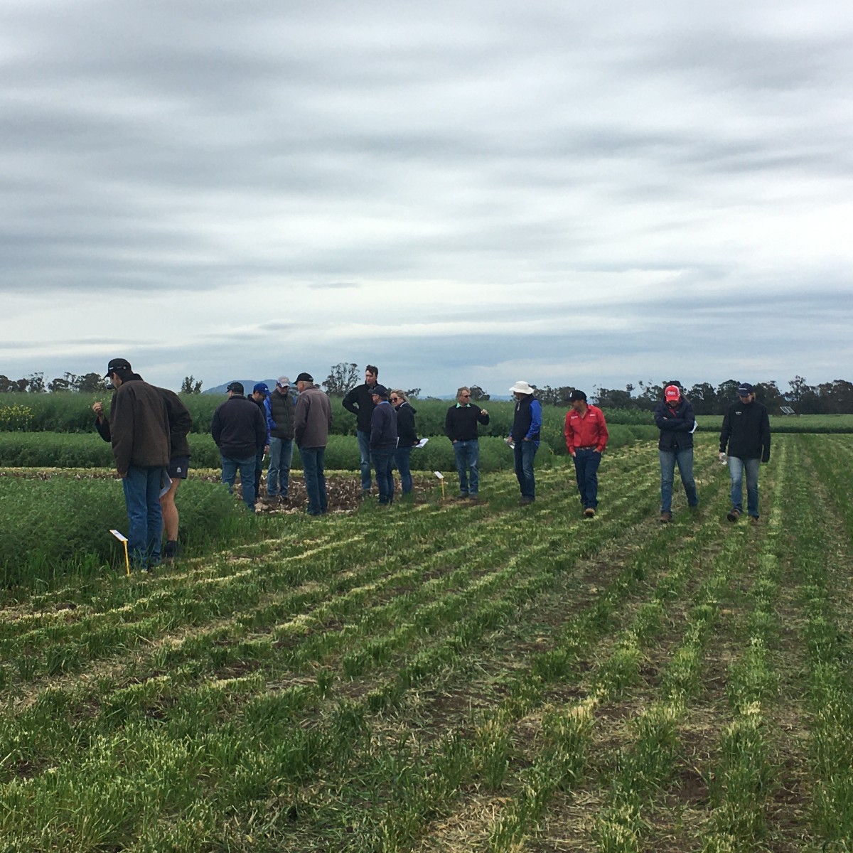 Thanks to everyone who braved the cold snap and came to our field day at Nowley Farm, Spring Ridge 🌾

It was a great day hearing from @NSWDPI_AGRONOMY and <a href="/Sydney_Uni/">University of Sydney</a> as well as some demos of the Aqua Till tech and the low-cost, green on brown fallow sprayer.

<a href="/theGRDC/">GRDC</a> <a href="/CSIRO/">CSIRO</a>