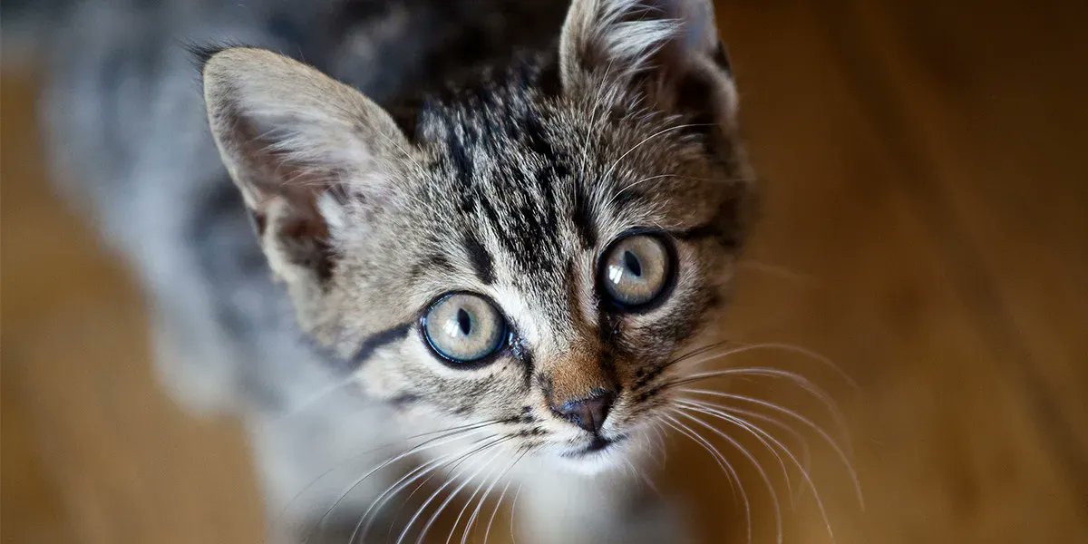 MuggleNet's tweet photo. Identify this character: Patronus is a cat, born October 4th, circa the 1920s? π± #MuggleNetTrivia #ShouldBeEasy #Meow https://t.co/4jzAl1gVBa