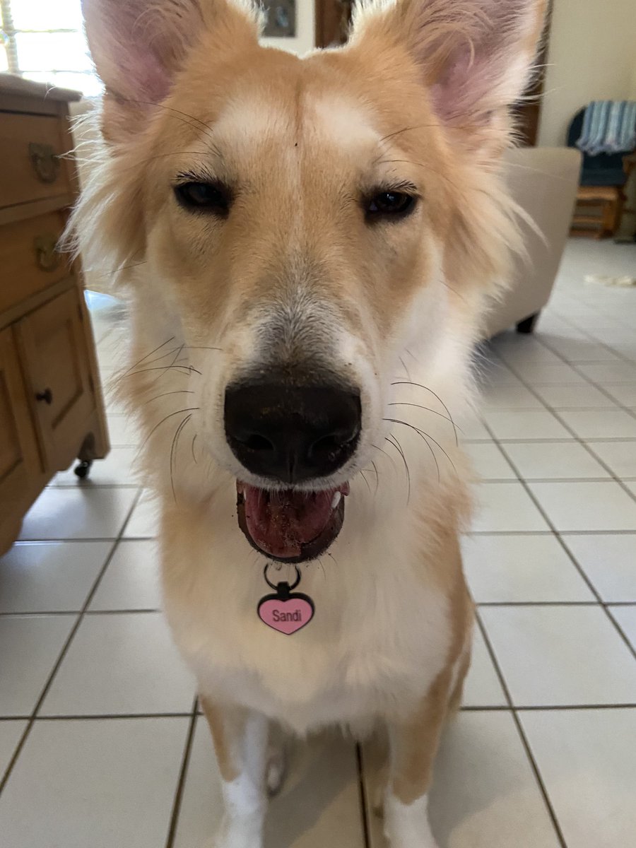 CarrieWright321's tweet photo. Hernia surgery todayβ¦pup on meds!!!
#rescuedogs #rescueme #colliepup #loveyourrescue #corgicrew https://t.co/qjk2pNVBvP