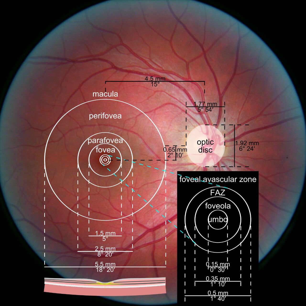 The Innovation Medicine on Twitter "Photograph of the retina of the