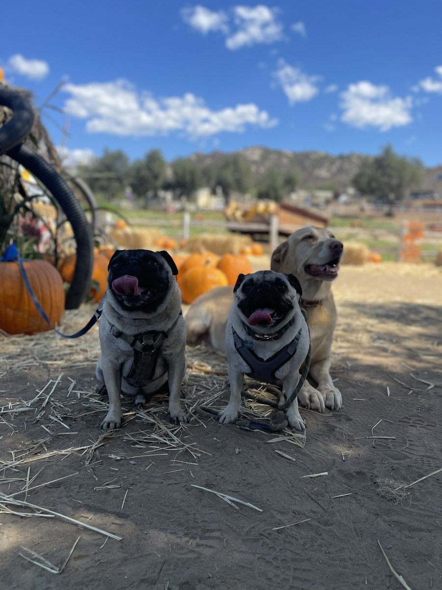 Annual Pets Picking Pumpkins Outing!