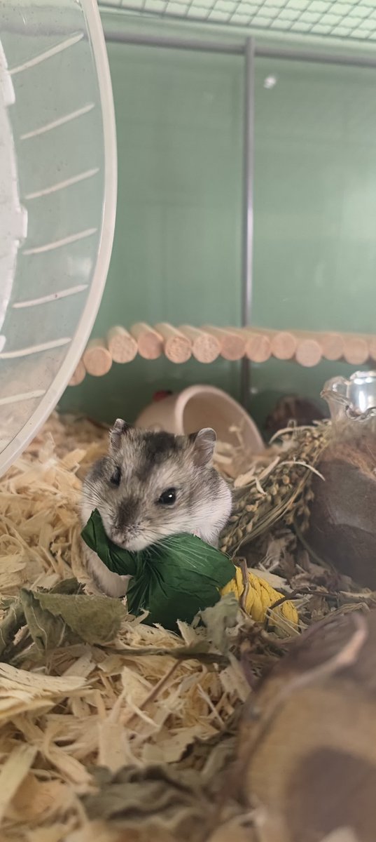 bodowhale's tweet photo. Newest member of the family, Cheddar Chee (se)! 😍🐹 https://t.co/rjGtlwrkiW