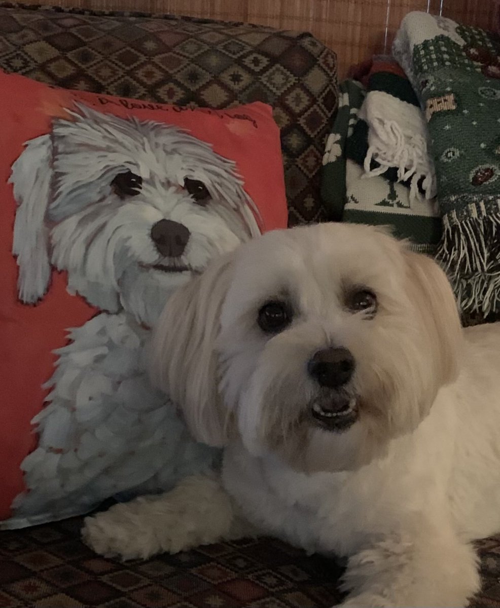 MildMiles4's tweet photo. WHAT?? 🐾   ❤️ My 🐶!  #DogsOnTwitter   #DogsLife https://t.co/siZJqJvpaJ