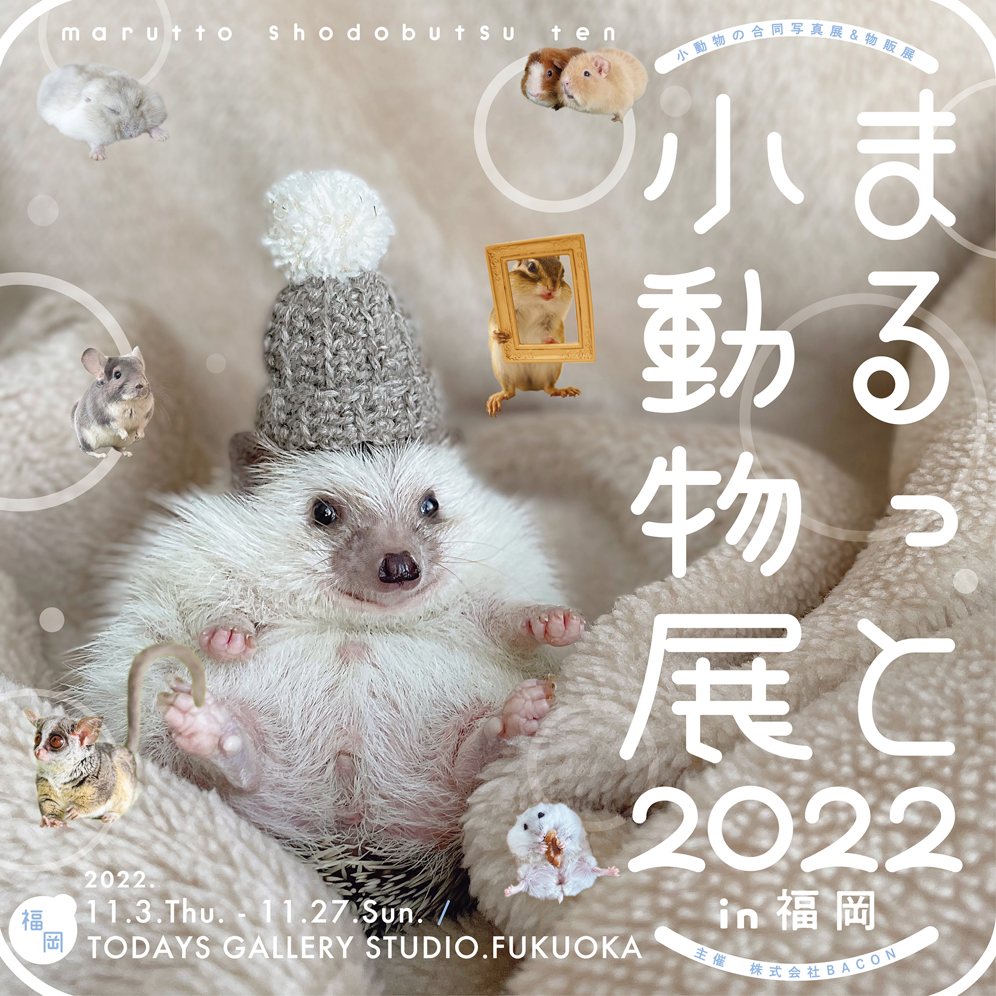 ハリネズミのたわさん まるっと小動物展 Okogesan Twitter