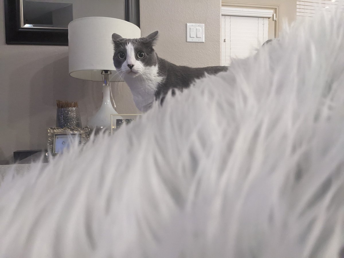 devjordan0's tweet image. Why does my cat look terrified